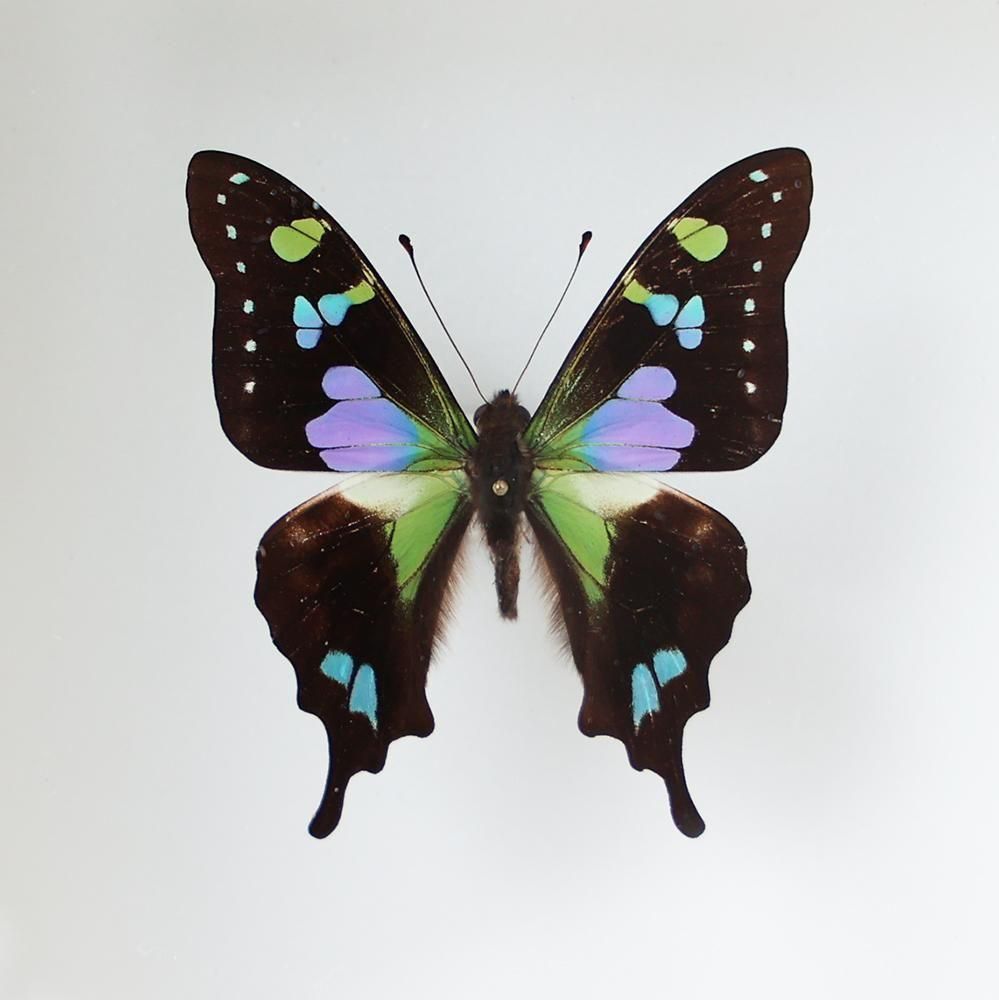 蝶標本「ミイロタイマイ」- 海福雑貨通販部