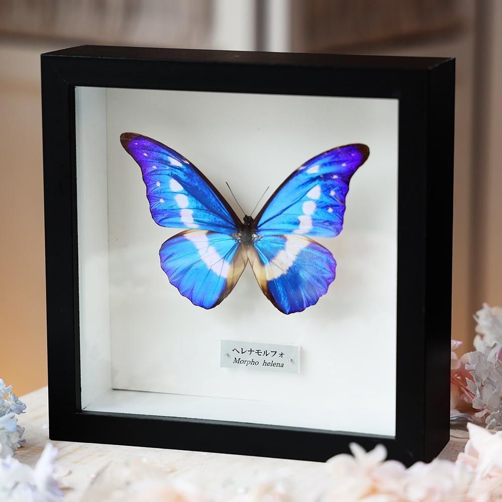 外国産蝶標本】アッコウスバ♂/四川省.舟山産/59mm