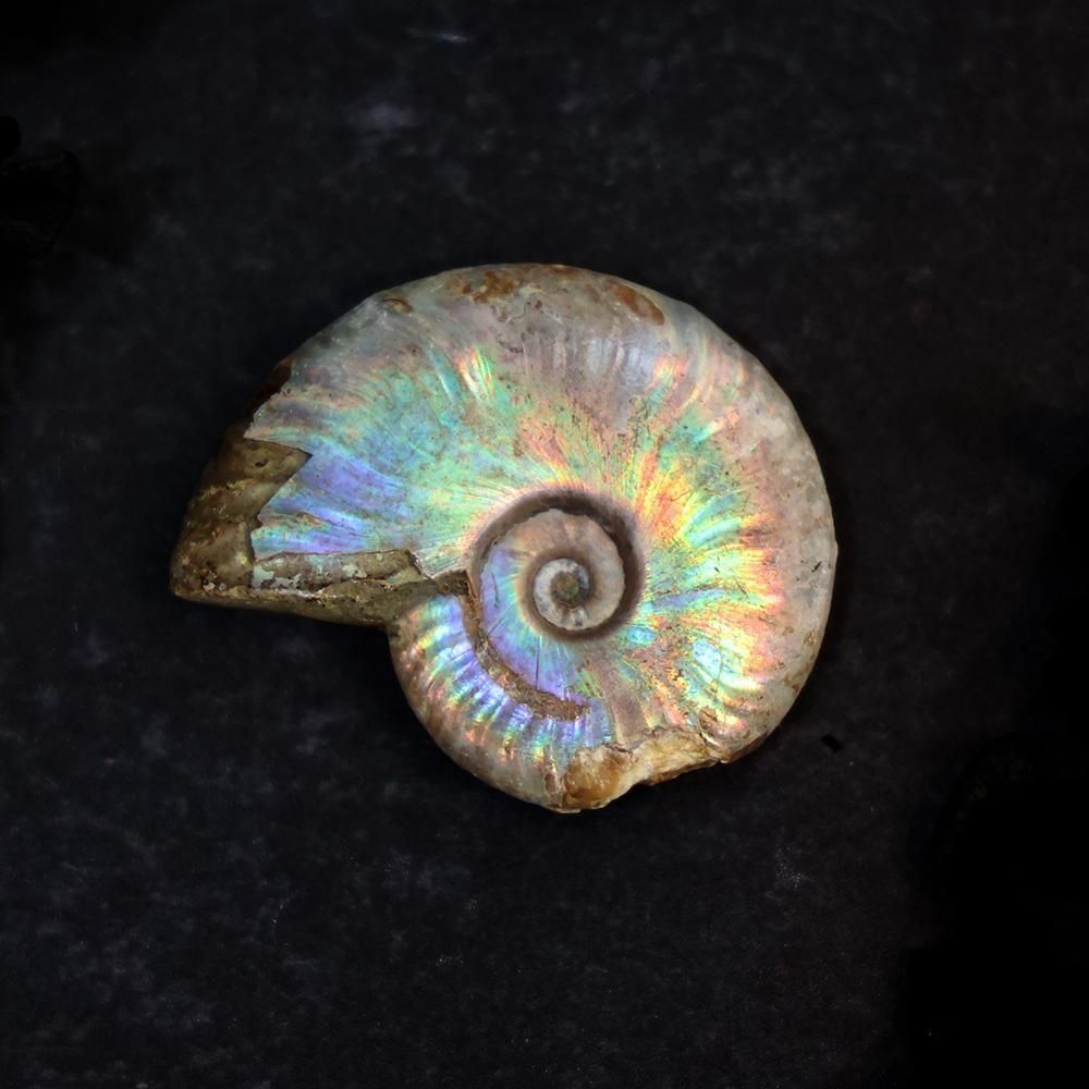 アンモナイト化石 - 海福雑貨通販部