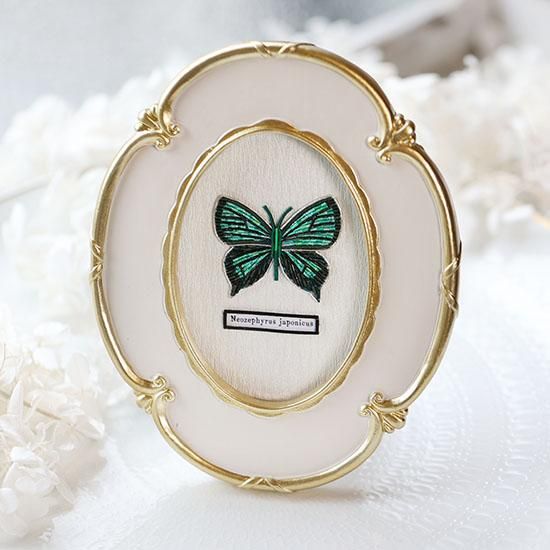 蝶標本【Neozephyrus japonicus】 - 海福雑貨通販部