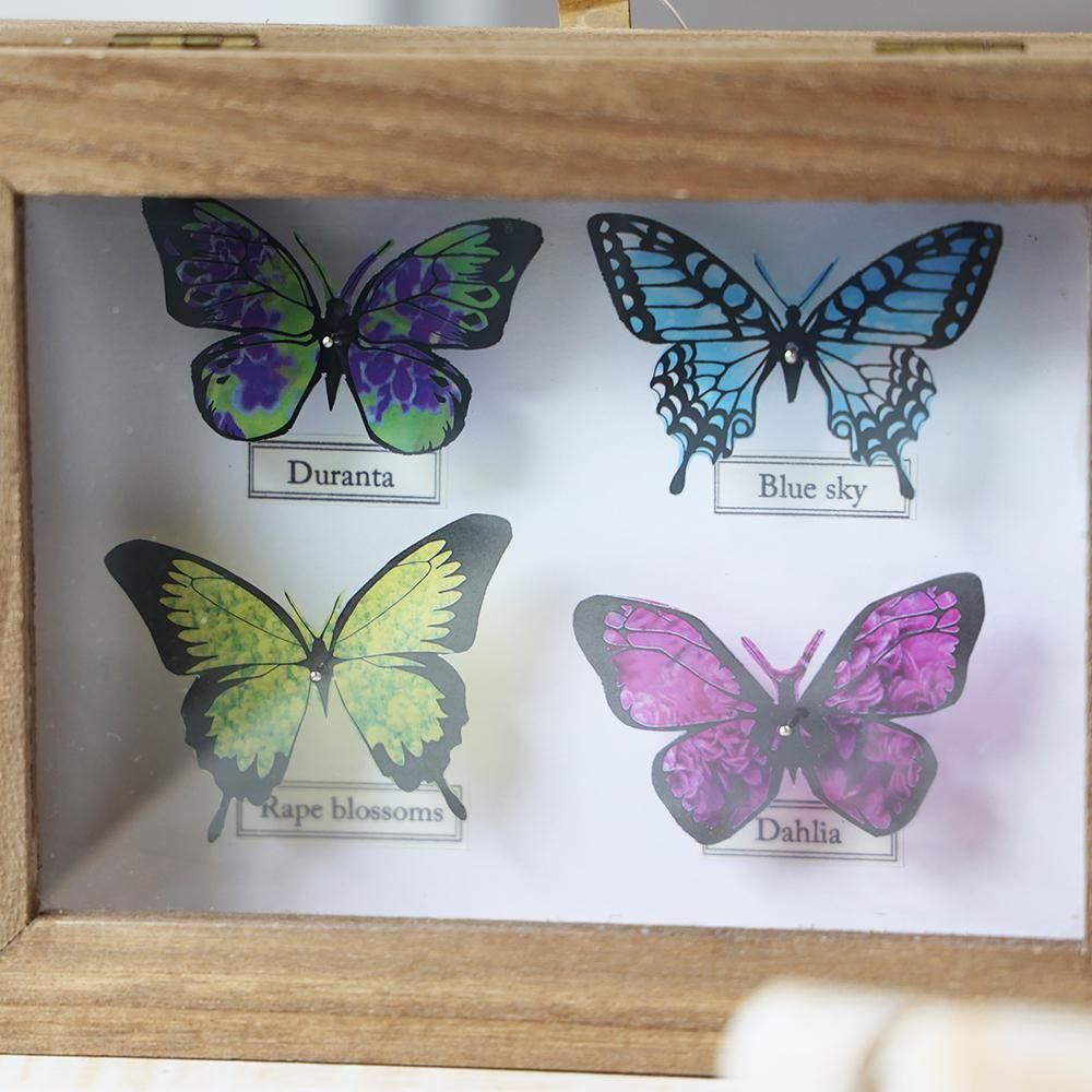 蝶 昆虫標本 詰め合わせ 桐箱付き 販売済み 蝶 昆虫標本 詰め合わせ 桐