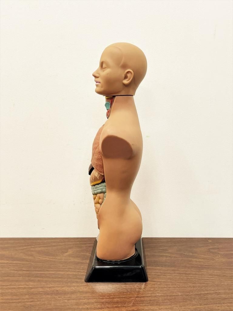 ヴィンテージ Edu-Science社製 メディカルモデルパネル/ 人体模型