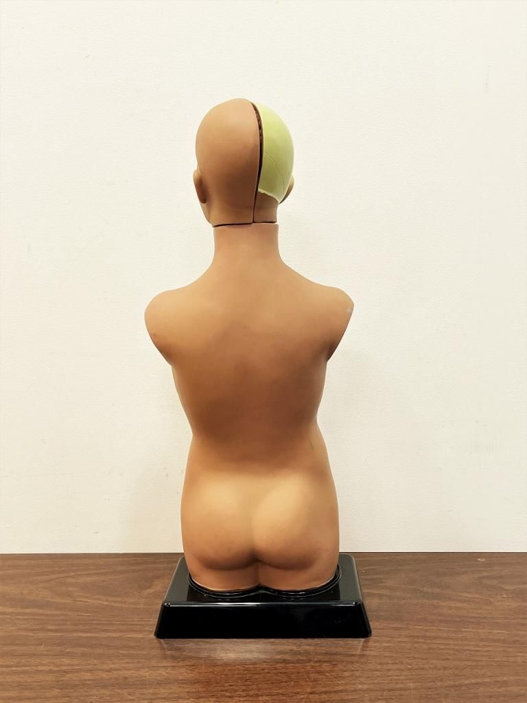 ヴィンテージ Edu-Science社製 メディカルモデルパネル/ 人体模型