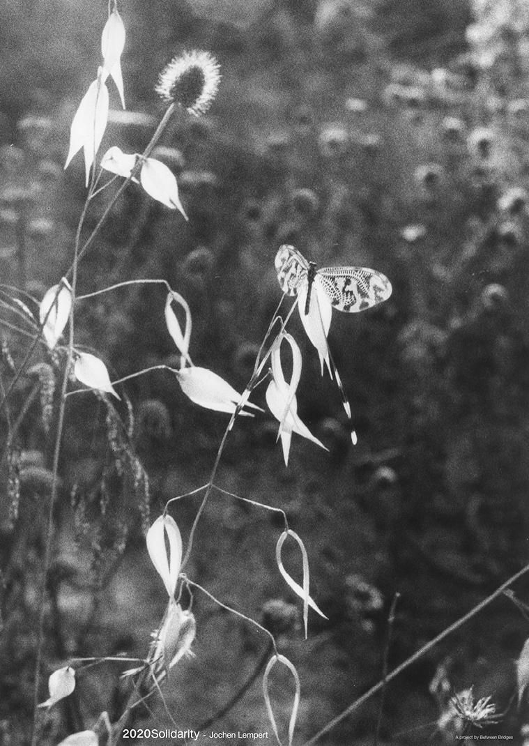 2020 SOLIDARITY POSTER - licht-gallery