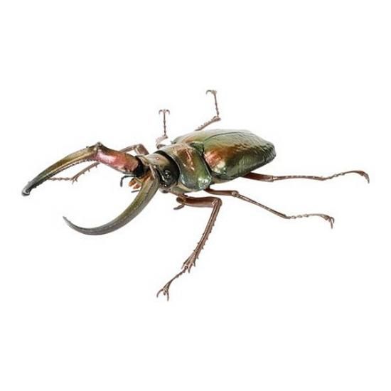 フェイスタメルシワバネクワガタ（メタリックグリーン）】いきもの大