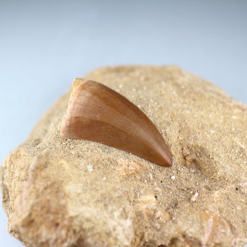 モササウルスの歯（化石）母岩付き 160g - 鉱物・天然石通販｜天然石