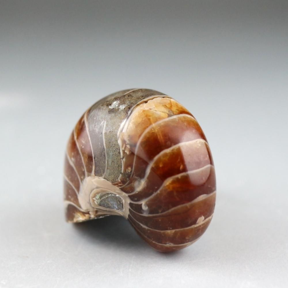 希少サイズ 完品 オウム貝の殻 大小2個セット フタゴヤシ 希少サイズ