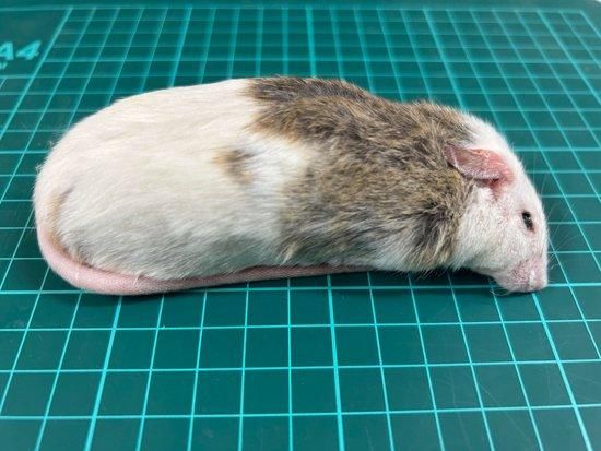 冷凍ヤワゲネズミ 50-70サイズ50匹 冷凍ヤワゲネズミ 50-70サイズ50匹