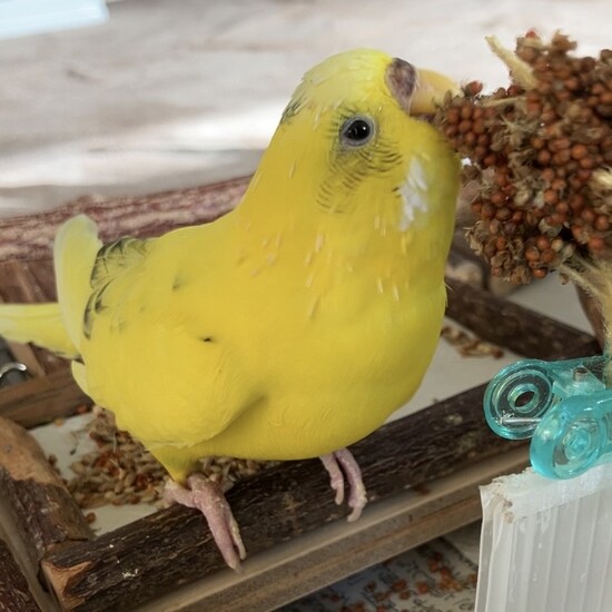 無農薬】ドイツ産赤粟穂 100g | 2024年度産新入荷！ - とりきち横丁