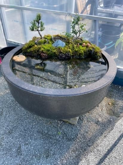 いま売れてます！】辰龍オリジナル睡蓮鉢 - めだか専門ネット通販「辰龍」