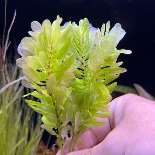 ロタラ トゥルナデンシス 3本セット - DISCOVERY