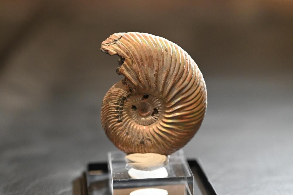 クエンスッテッドセラス（Quenstedtoceras)