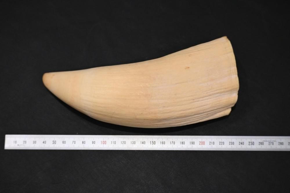 マッコウクジラ 歯 牙 キバ 287g 加工なし マッコウクジラ 歯 牙 キバ