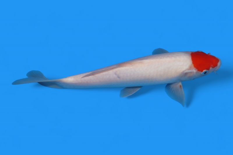 丹頂紅白29cm - 錦鯉販売・通販 新潟 山古志 | 綾 Koiファーム | AYA