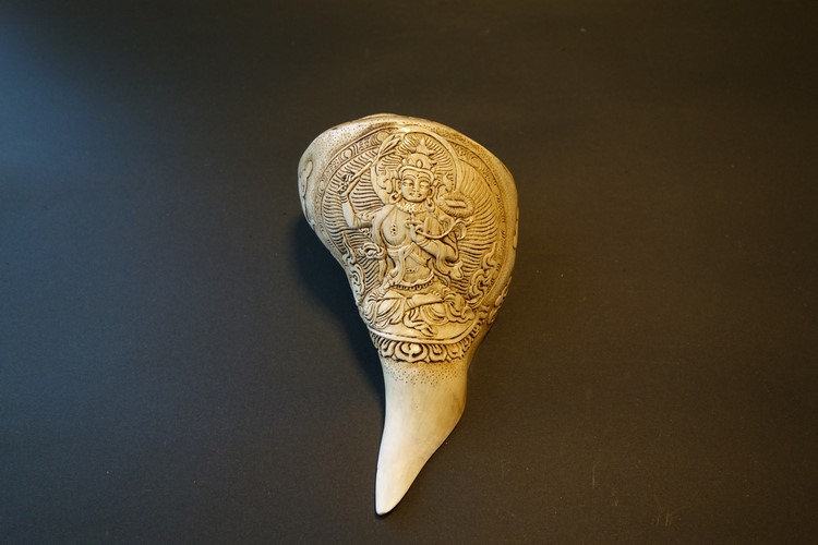 激レア 長崎県産 法螺貝 ホラガイ 激レア 長崎県産 法螺貝 ホラガイ