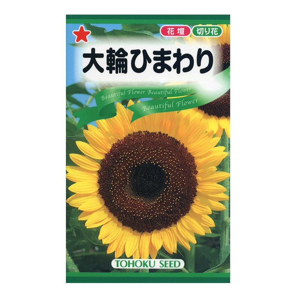 大輪ひまわり | 花＆グリーン 通販 | ホームセンターのカインズ