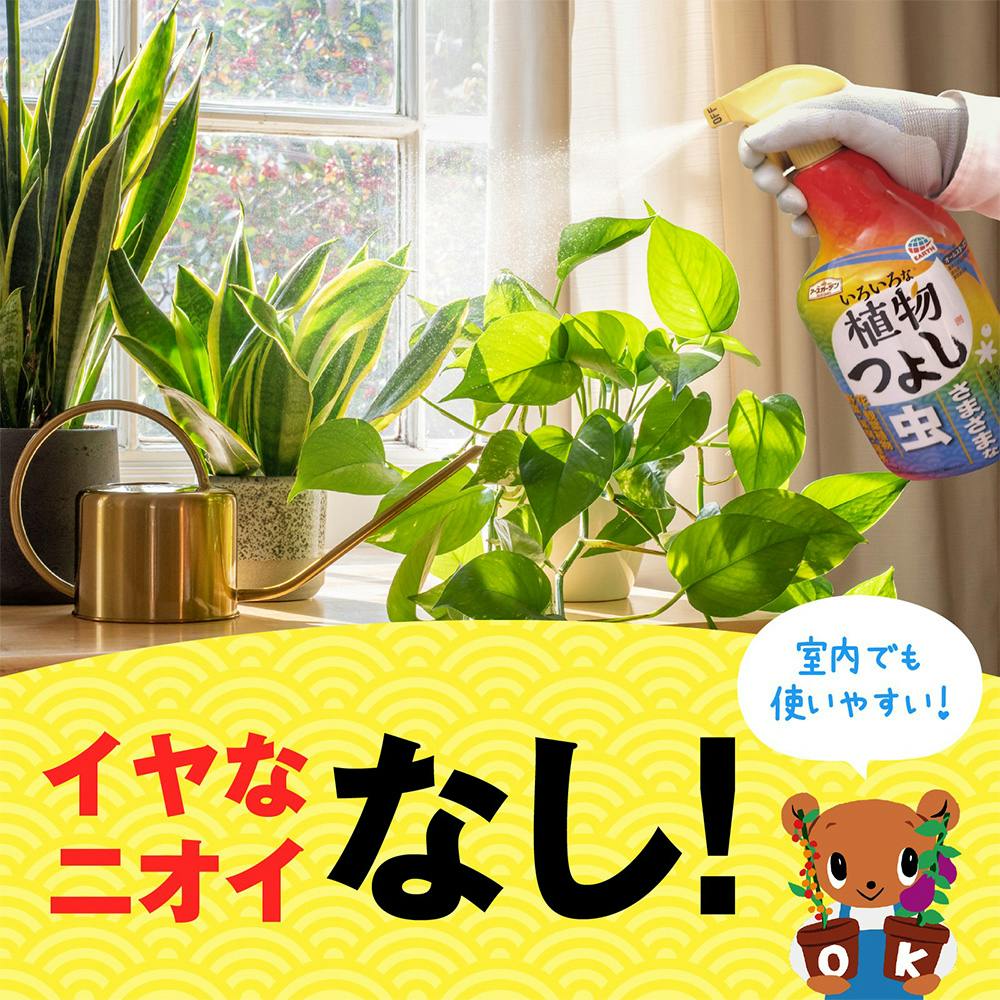 ❀そるまるす❀荒天・猛暑日は植物発送不可専用 4種 ❀そるまるす