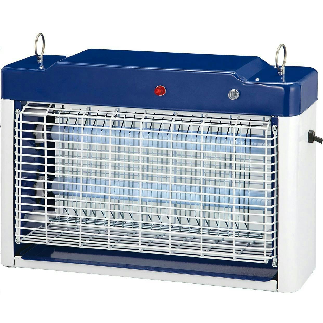 ラオス産 ゲストロイトナガコガネ 66mm 【公式通販】