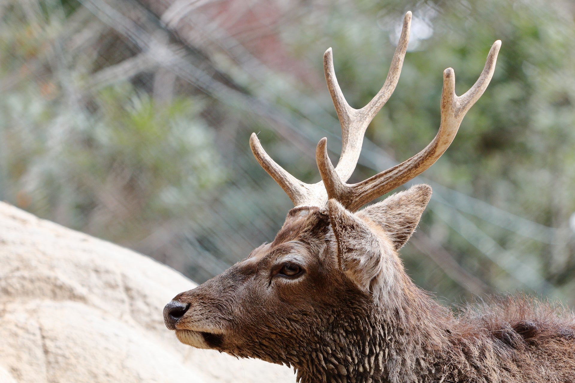 鹿角 鹿 シカツノ シカ 鹿の角 ニホンジカ 天然日本鹿 ニホンジカ 天然