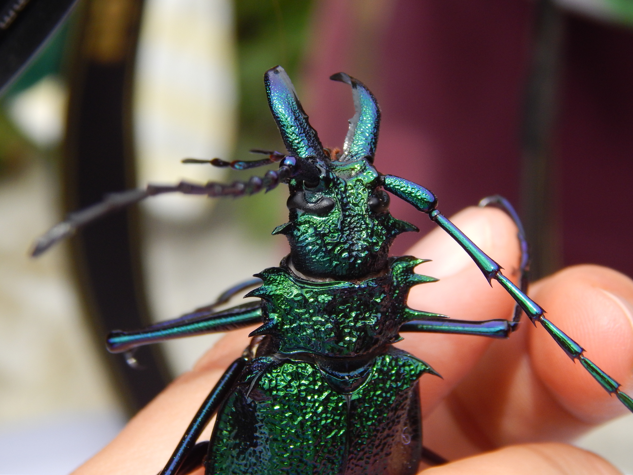 Genus Psalidognathus · iNaturalist