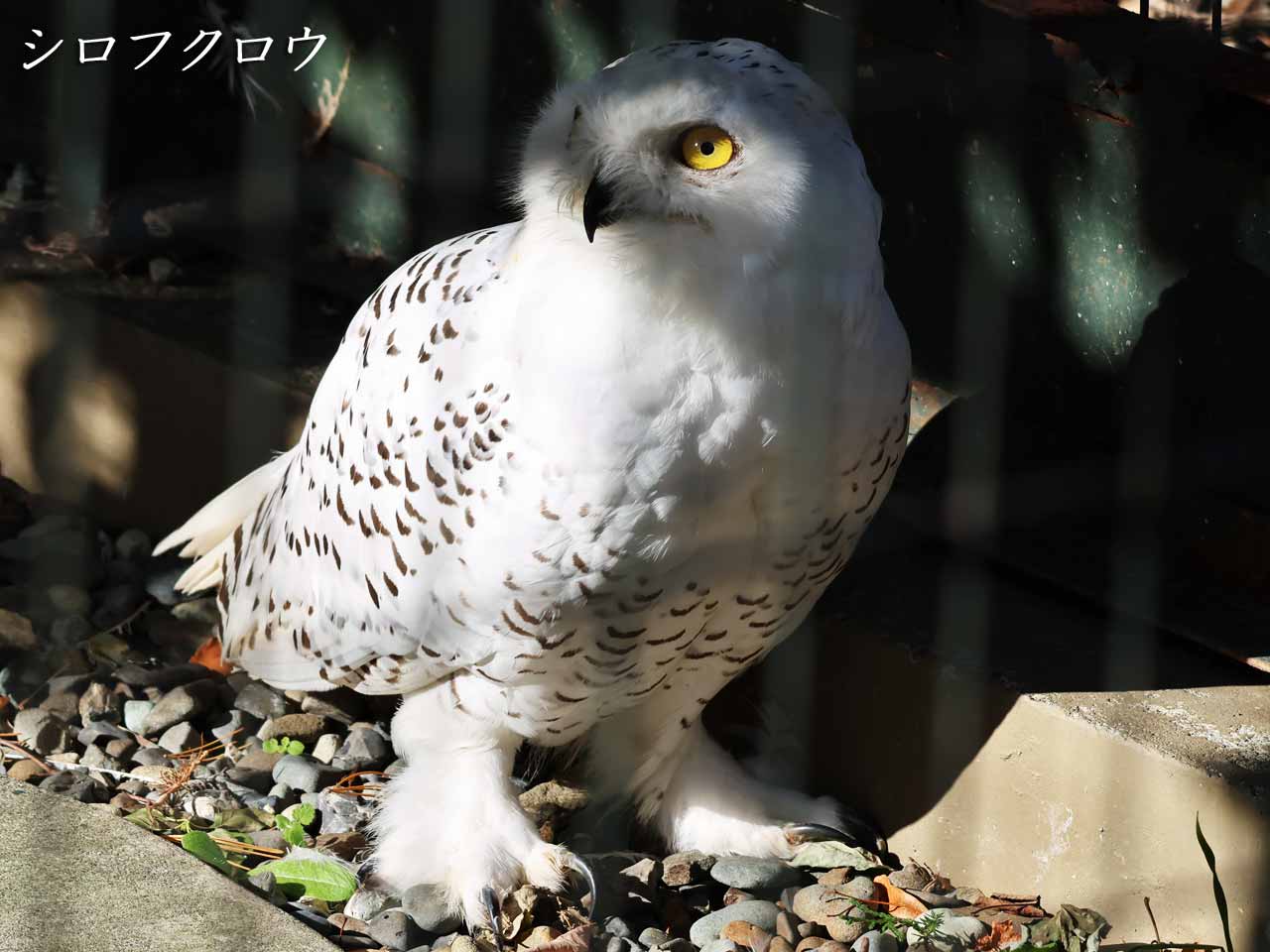 シロフクロウ オウル owl シロフクロウ 【Snowy Owl】 - YouTube