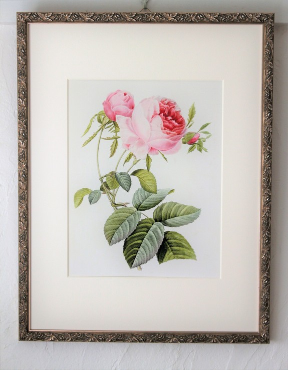 ピエール・ジョセフ・ルドゥーテの描いた美しいオールドローズ、ロサ