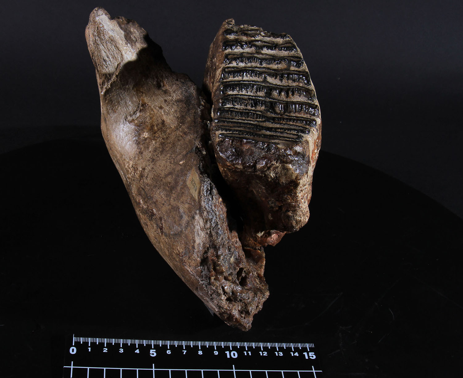 ナウマンゾウ 臼歯 化石 コレクション 標本 コレクション ナウマンゾウ