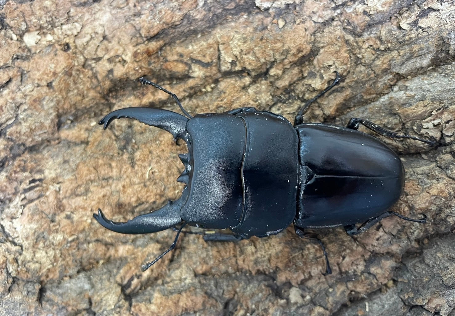 WD】アルキデスヒラタクワガタ – INSECT SHOP KMY