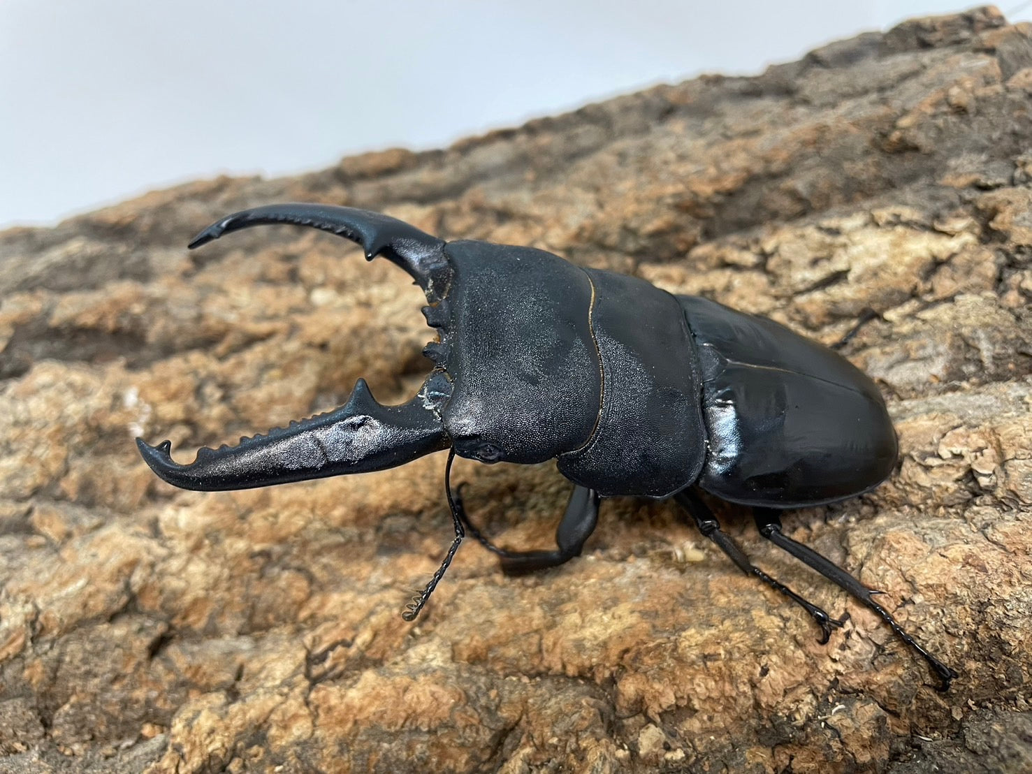 カブトムシ クワガタ 飛翔標本 タイで購入 【公式通販】