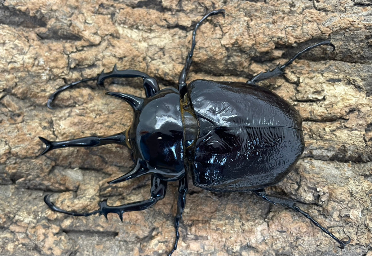 ゾウカブト系 – INSECT SHOP KMY