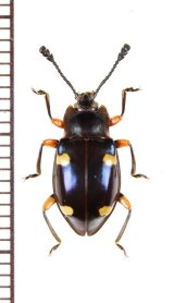 テントウムシダマシ Japanese Endomychidae - Insect Islands 〜南の島