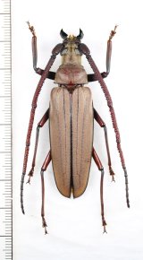 ベトナムのカミキリムシ Cerambycidae of VIETNAM - Insect Islands
