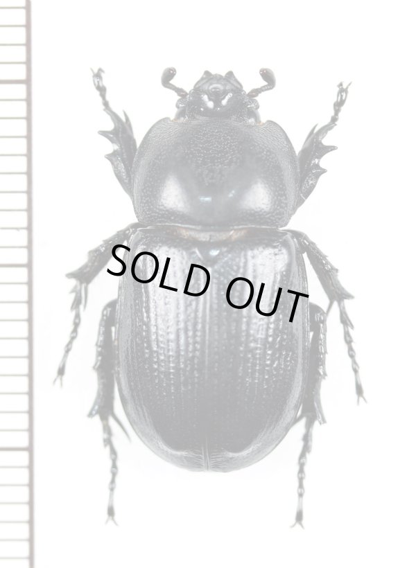 コカブトムシ 原名亜種 ♂ 東京都 - Insect Islands 〜南の島の昆虫