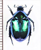 ベトナムのコガネムシ Scarabaeidae of VIETNAM - Insect Islands 〜南