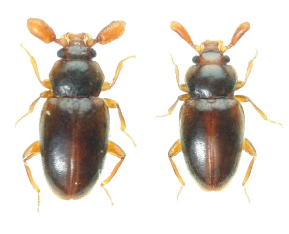ヒゲブトテントウダマシ ペア 石垣島 - Insect Islands 〜南の島の昆虫