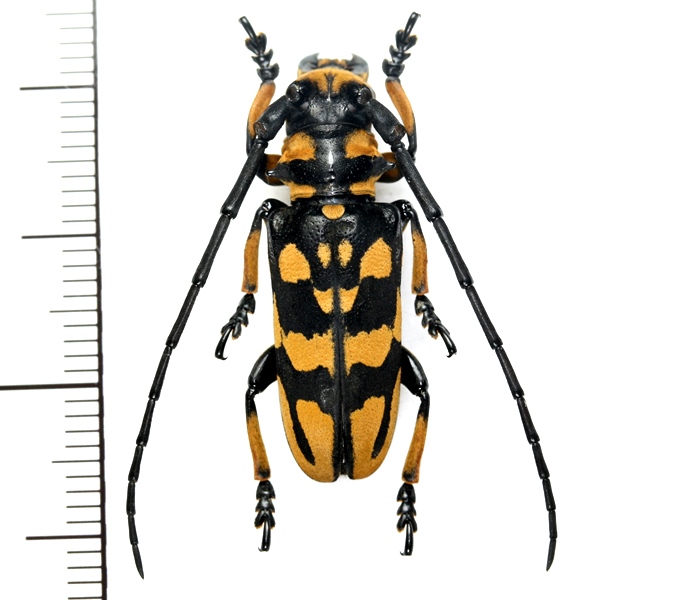 カメルーンゴライアスオオツノハナムグリ約93mm M8