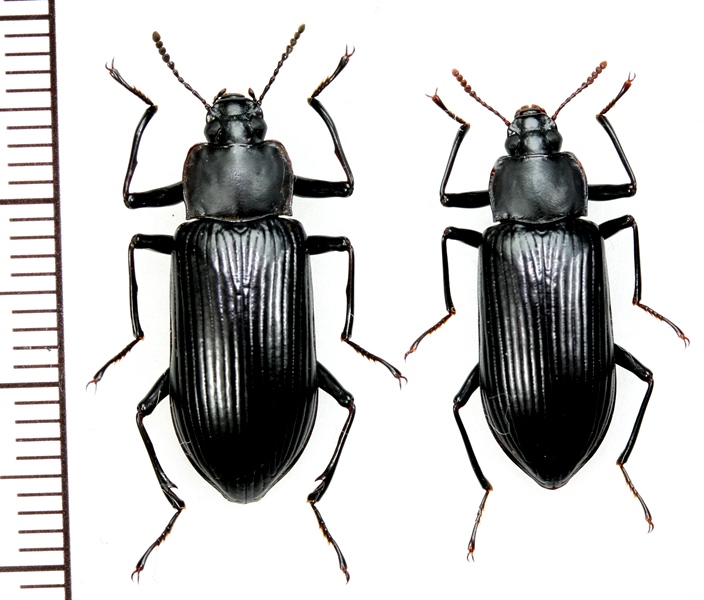 ヒメエグリユミアシゴミムシダマシ ペア 屋久島 - Insect Islands 〜南