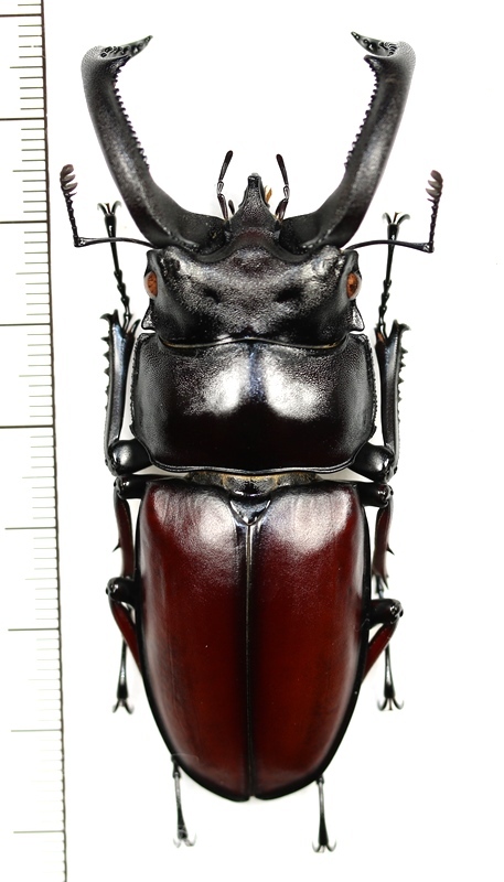 ペロッティシカクワガタ 特大♂75.2mm ベトナム中部 - Insect Islands