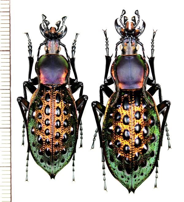 外国産オサムシ標本】全身緑のイボカブリモドキ/湖北省.恩施産/43mm 外