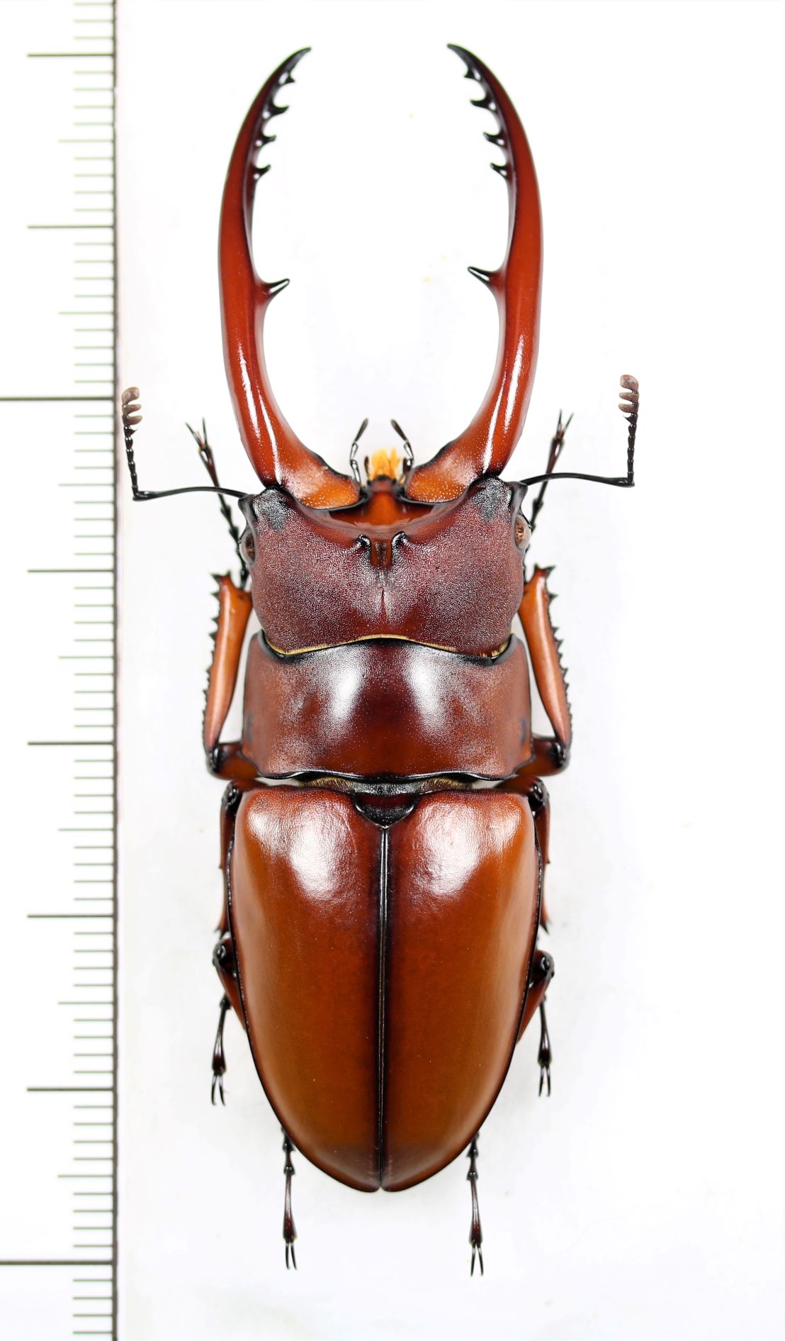 アスタコイデスノコギリクワガタ Prosopocoilus astacoides dubernardi