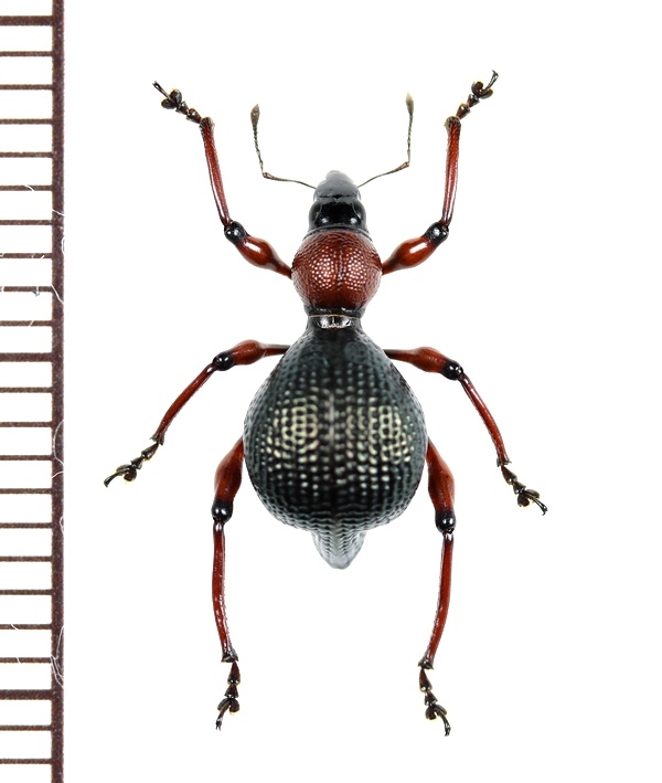 カタゾウムシの一種 Pseudapocyrtus formicarius ♀ フィリピン(ルソン