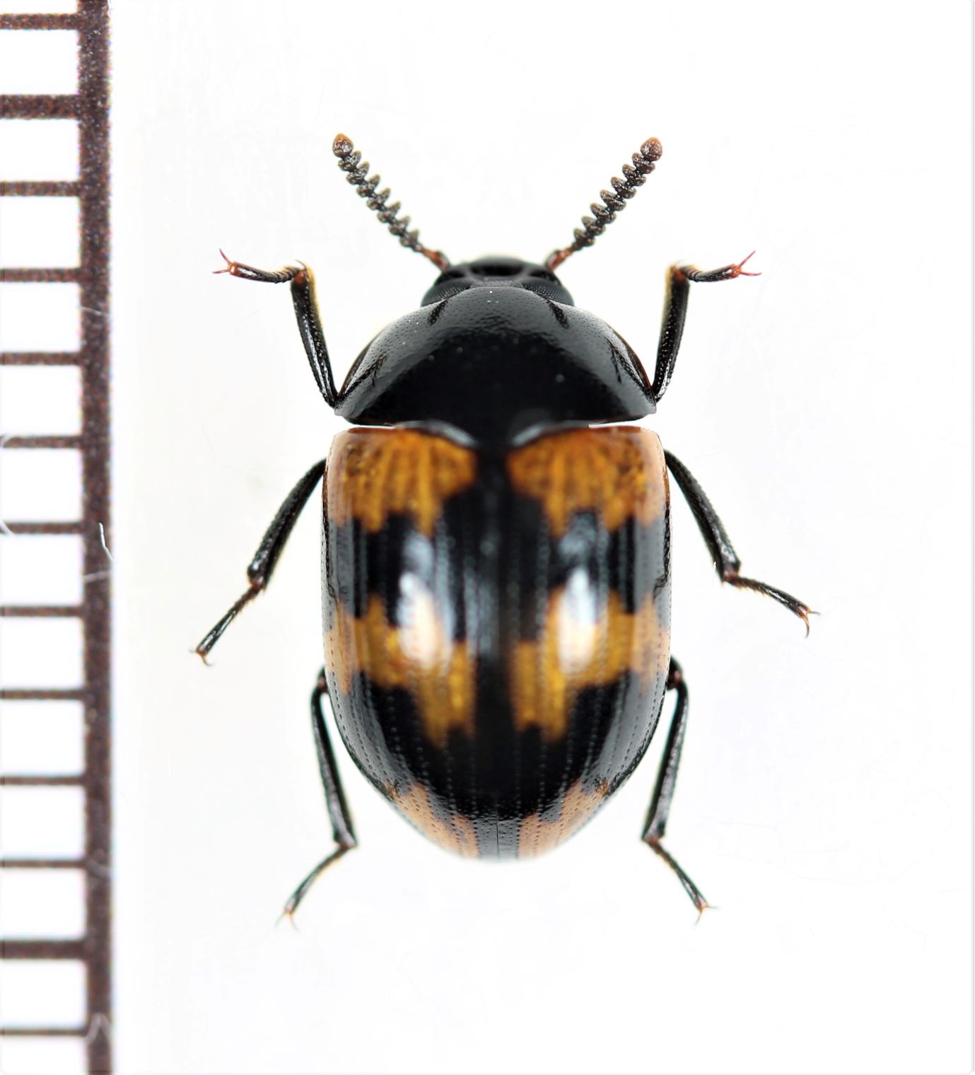 純白】マッシロキリアツメ キリアツメ 昆虫標本 ゴミムシダマシ