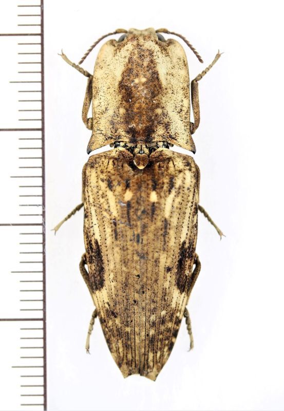 コメツキムシの一種 Cryptalaus sp. インドネシア（ボルネオ島