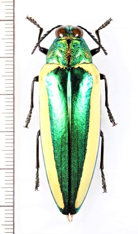 ボルネオ産 キベリルリタマムシ 52mm ボルネオ産 キベリルリタマムシ