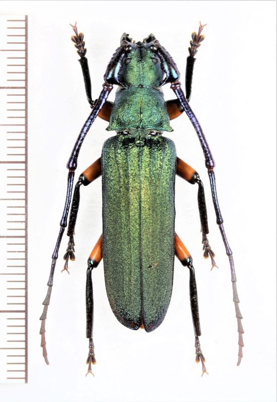 63mm】Mallaspis カミキリ 標本ナンベイオオタガメ ハナムグリ