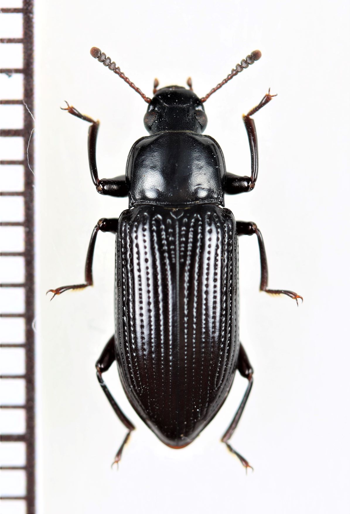 オオツヤホソゴミムシダマシ ♀ 石垣島 - Insect Islands 〜南の島の