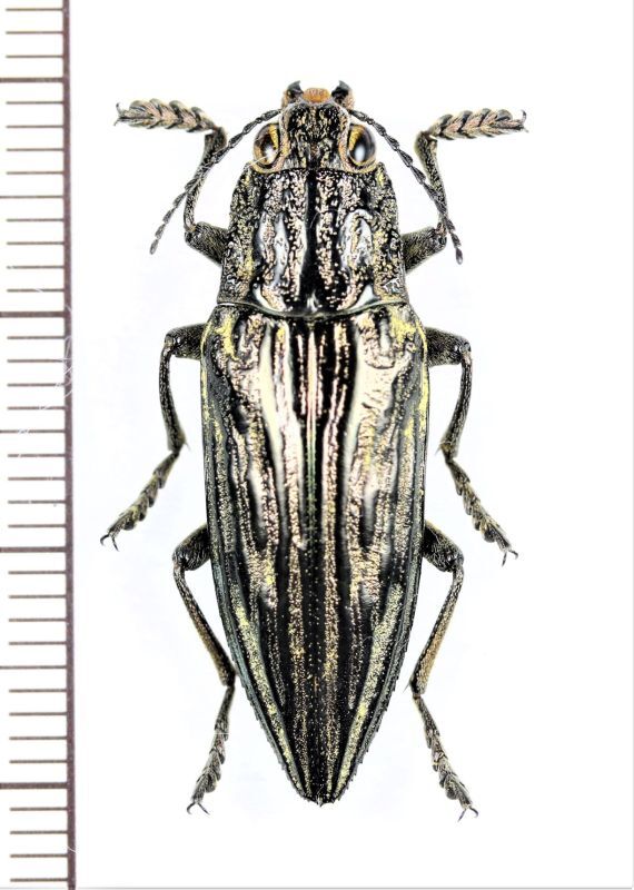 標本 オーストラリア産 アカモンアラメムカシタマムシ 25．8ミリの