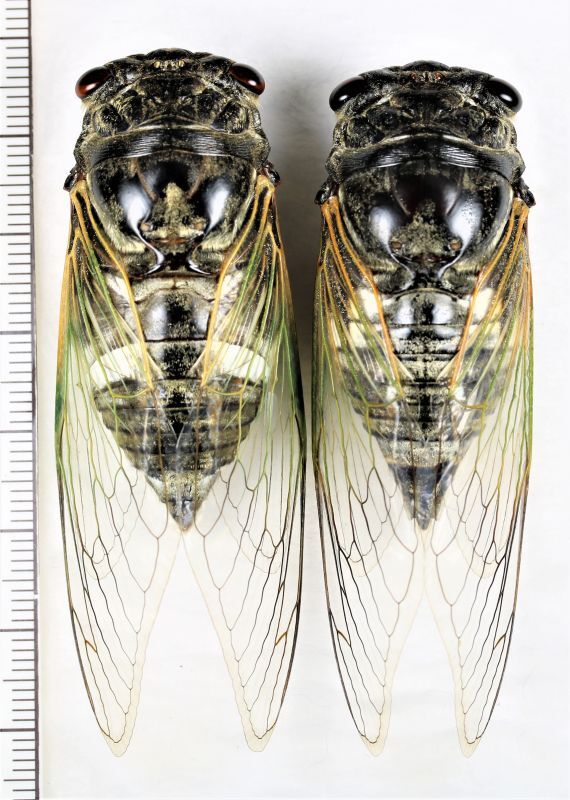 北海道・札幌産 ゴマダラチョウ ペア 【公式通販】