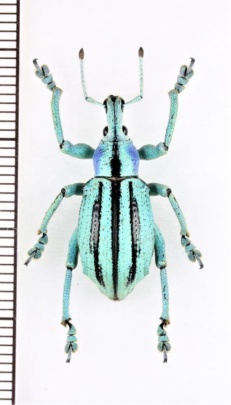 ホウセキゾウムシの一種 Eupholus cuvieri インドネシア（ニューギニア