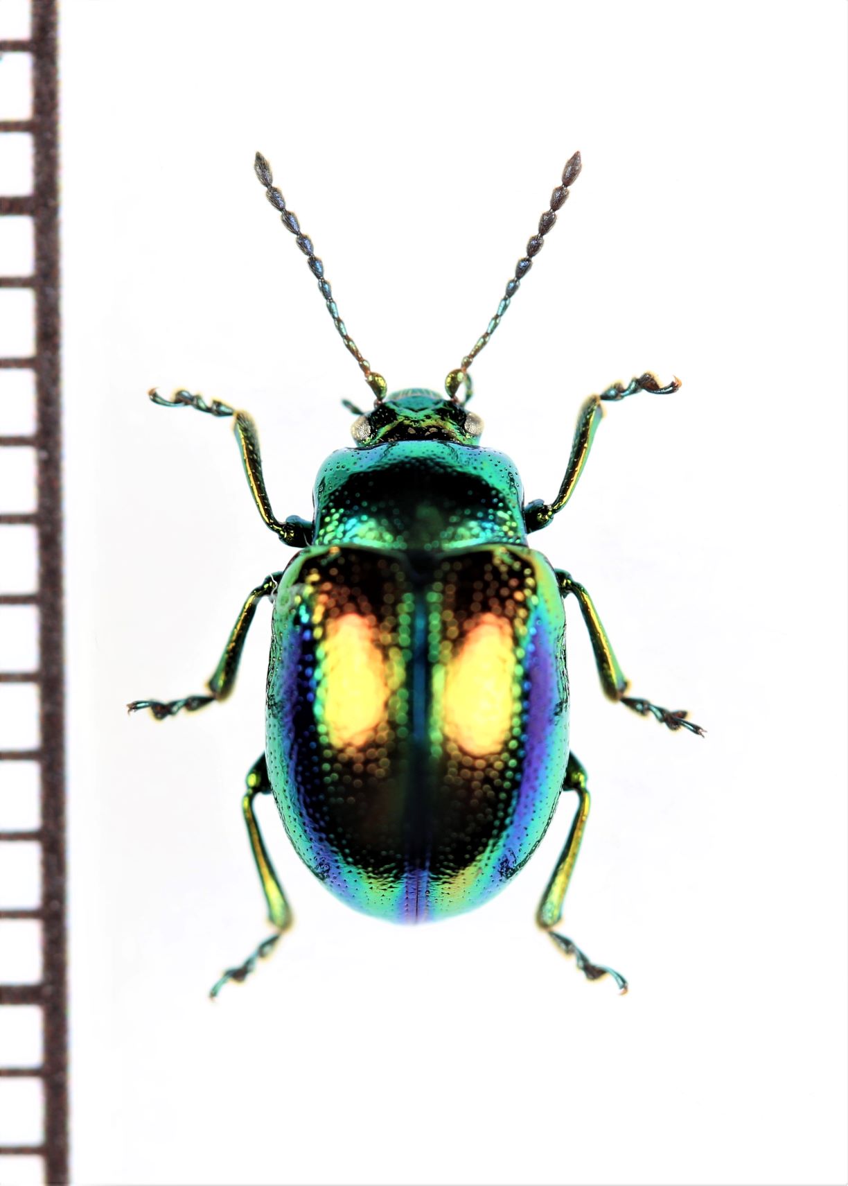 ハムシの一種 Chrysolina herbacea イタリア - Insect Islands 〜南の